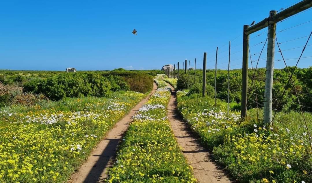 Seagulls Guest House Langebaan Exterior foto
